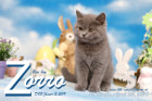 Zorro ist 12 Wochen alt ( 08.04.2019 )