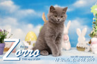 Zorro ist 12 Wochen alt ( 08.04.2019 )