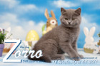Zorro ist 12 Wochen alt ( 08.04.2019 )