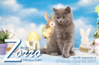 Zorro ist 12 Wochen alt ( 08.04.2019 )