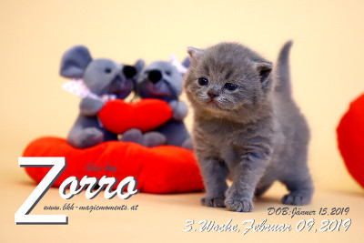 Zorro ist 3 Wochen alt ( 09.02.2019 )