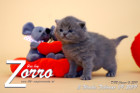 Zorro ist 3 Wochen alt ( 09.02.2019 )