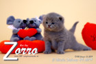 Zorro ist 3 Wochen alt ( 09.02.2019 )