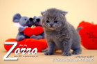Zorro ist 3 Wochen alt ( 09.02.2019 )
