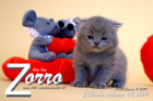 Zorro ist 3 Wochen alt ( 09.02.2019 )