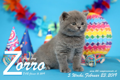 Zorro ist 5 Wochen alt ( 23.02.2019 )
