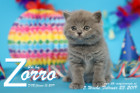 Zorro ist 5 Wochen alt ( 23.02.2019 )
