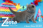 Zorro ist 5 Wochen alt ( 23.02.2019 )