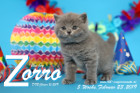 Zorro ist 5 Wochen alt ( 23.02.2019 )