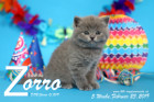 Zorro ist 5 Wochen alt ( 23.02.2019 )
