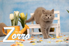 Zorro ist 9 Wochen alt ( 18.03.2019 )