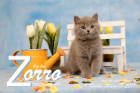 Zorro ist 9 Wochen alt ( 18.03.2019 )