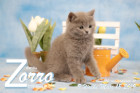 Zorro ist 9 Wochen alt ( 18.03.2019 )