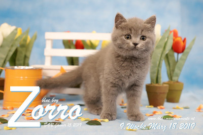 Zorro ist 9 Wochen alt ( 18.03.2019 )