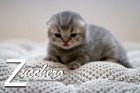Zucchero ist 10 Tage alt ( 26.01.2019 )
