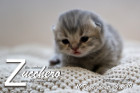 Zucchero ist 10 Tage alt ( 26.01.2019 )