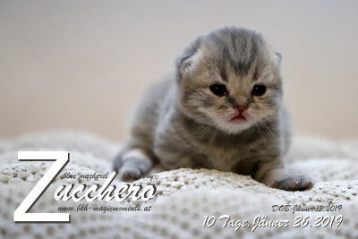 Zucchero ist 10 Tage alt ( 26.01.2019 )