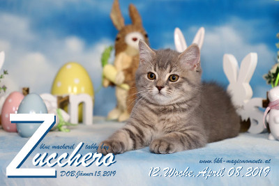 Zucchero ist 12 Wochen alt ( 08.04.2019 )