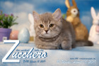 Zucchero ist 12 Wochen alt ( 08.04.2019 )