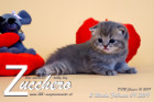 Zucchero ist 3 Wochen alt ( 09.02.2019 )