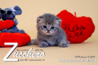 Zucchero ist 3 Wochen alt ( 09.02.2019 )