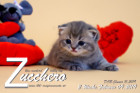 Zucchero ist 3 Wochen alt ( 09.02.2019 )