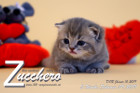 Zucchero ist 3 Wochen alt ( 09.02.2019 )