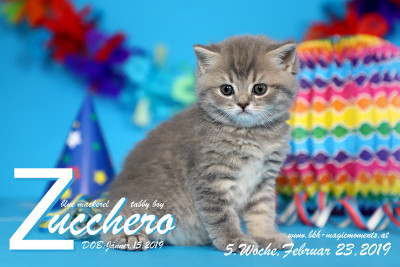 Zucchero ist 5 Wochen alt ( 23.02.2019 )