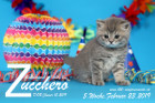 Zucchero ist 5 Wochen alt ( 23.02.2019 )