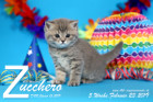Zucchero ist 5 Wochen alt ( 23.02.2019 )