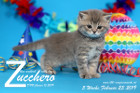 Zucchero ist 5 Wochen alt ( 23.02.2019 )