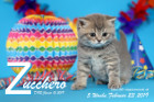 Zucchero ist 5 Wochen alt ( 23.02.2019 )