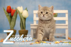 Zucchero ist 9 Wochen alt ( 18.03.2019 )
