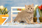 Zucchero ist 9 Wochen alt ( 18.03.2019 )