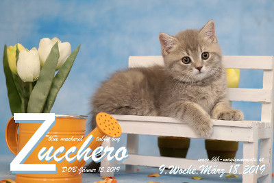 Zucchero ist 9 Wochen alt ( 18.03.2019 )