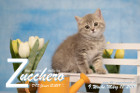 Zucchero ist 9 Wochen alt ( 18.03.2019 )