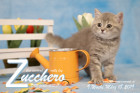 Zucchero ist 9 Wochen alt ( 18.03.2019 )