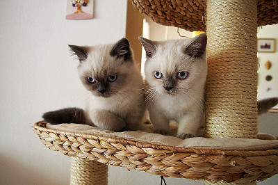 Gucci alias Coco und Gizmo sind 4 Monata alt und leben ich Kirchberg/Tirol
