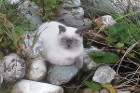 Gizmo ist 6 Monate alt und lebt mit seiner Schwester Gucci alias Coco in Kirchberg/Tirol