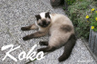 Koko ist 1 Jahr alt geworden und lebt in Weikendorf / NÖ