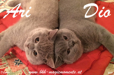 Nacho und Noah alias Ari und Dio, Brüder fürs Leben !!
