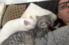 Roxana ist 4 Monate alt und lebt mit Louie in Perg