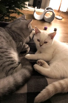 Roxana ist 4 Monate alt und lebt mit Louie in Perg