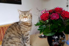 Debby ist fast 4 Jahre alt und lebt mit Luigi bei einer ganz lieben Freundin von uns in Oberneukirchen