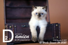 Damien ist 12 Wochen alt ( 24.01.2020 )