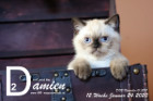 Damien ist 12 Wochen alt ( 24.01.2020 )