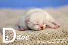 Dave ist 10 Tage alt ( 10.11.2019 )