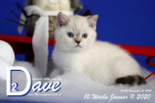 Dave ist 10 Wochen alt ( 11.01.2020 )