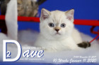 Dave ist 10 Wochen alt ( 11.01.2020 )
