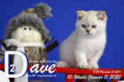 Dave ist 10 Wochen alt ( 11.01.2020 )